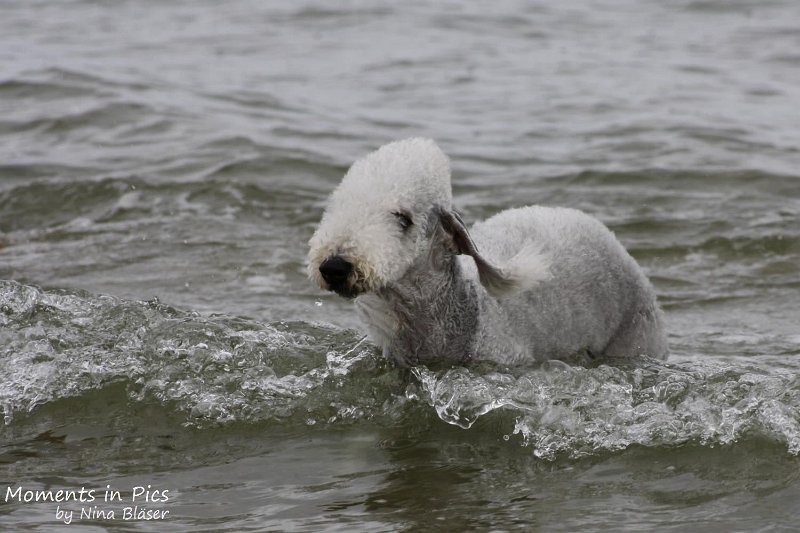 2010-06-26 Arc-en-ciel Arlequin (14).jpg